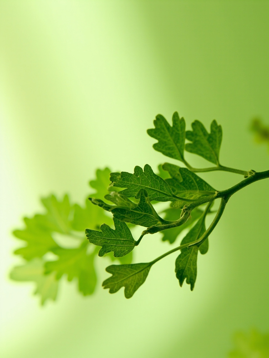 Ashwagandha Extract